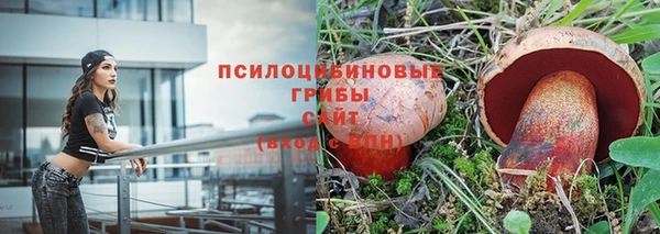 прущие грибы Армянск